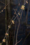 Southern spicebush <BR>Pondberry